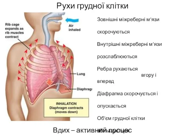 Рухи грудної клітки Вдих – активний процес Зовнішні міжреберні м’язи