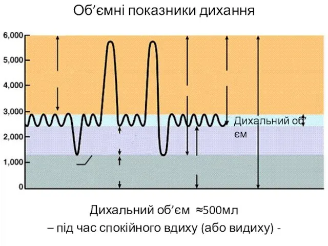 Об’ємні показники дихання Дихальний об’єм ≈500мл – під час спокійного вдиху (або видиху) - Дихальний об’єм