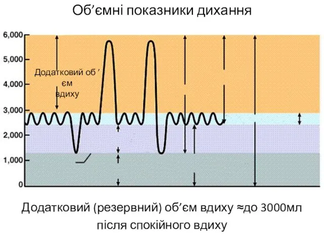 Об’ємні показники дихання Додатковий (резервний) об’єм вдиху ≈до 3000мл після спокійного вдиху Додатковий об ’єм вдиху