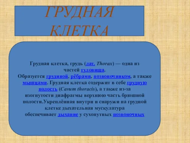 ГРУДНАЯ КЛЕТКА Грудная клетка, грудь (лат. Thorax) — одна из