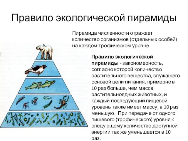 Правило экологической пирамиды Пирамида численности отражает количество организмов (отдельных особей)