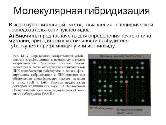 Молекулярная гибридизация Высокочувствительный метод выявления специфической последовательности нуклеотидов. А) Биочипы