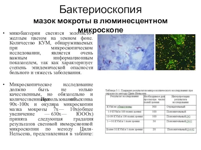 Бактериоскопия мазок мокроты в люминесцентном микроскопе микобактерии светятся золотисто-желтым цветом