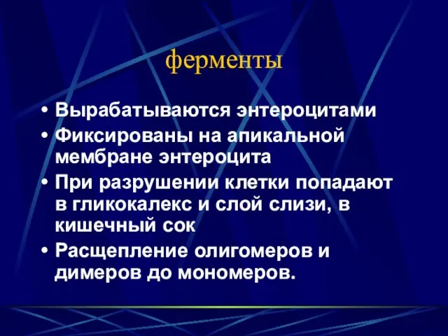 ферменты Вырабатываются энтероцитами Фиксированы на апикальной мембране энтероцита При разрушении