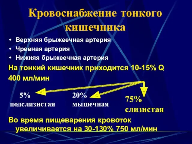 Кровоснабжение тонкого кишечника Верхняя брыжеечная артерия Чревная артерия Нижняя брыжеечная