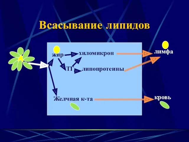 Всасывание липидов жир Желчная к-та кровь хиломикрон ТГ липопротеины лимфа