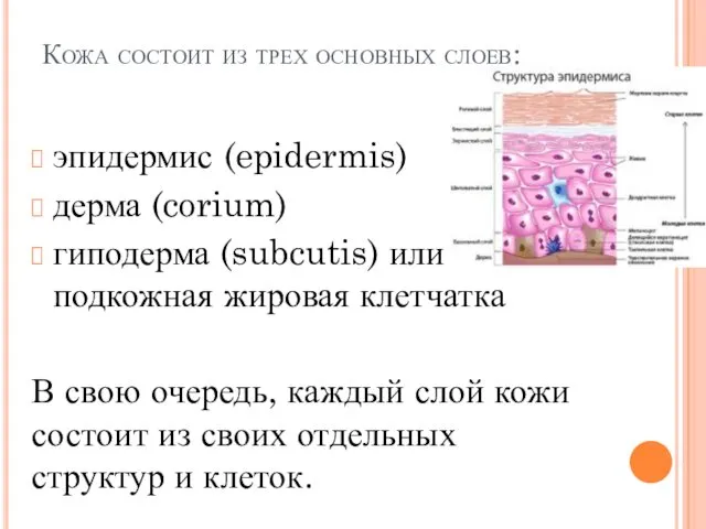 Кожа состоит из трех основных слоев: эпидермис (epidermis) дерма (corium)