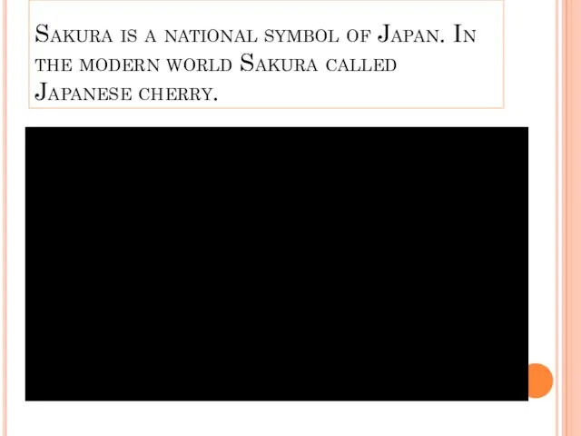 Sakura is a national symbol of Japan. In the modern world Sakura called Japanese cherry.