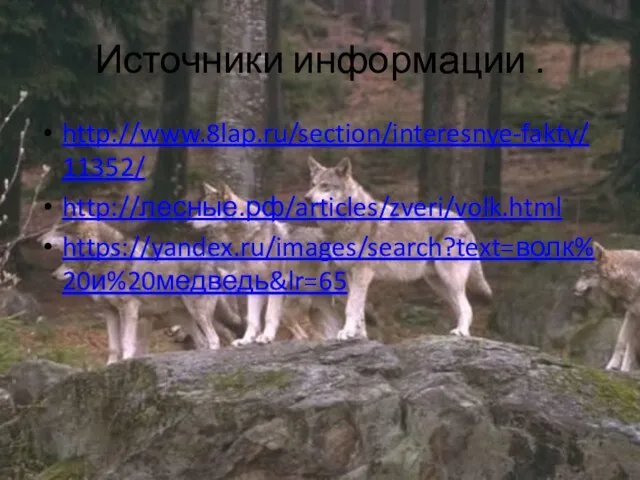 Источники информации . http://www.8lap.ru/section/interesnye-fakty/11352/ http://лесные.рф/articles/zveri/volk.html https://yandex.ru/images/search?text=волк%20и%20медведь&lr=65