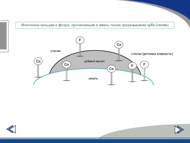 Источники кальция и фтора, проникающих в эмаль после прорезывания зуба (схема) эмаль зубной