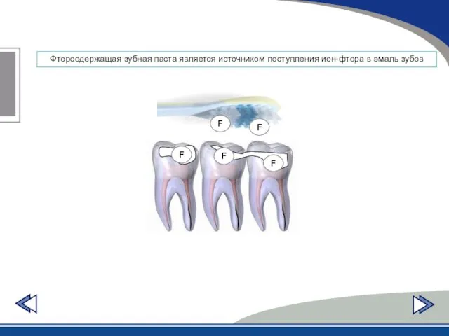 Фторсодержащая зубная паста является источником поступления ион-фтора в эмаль зубов F F F F F