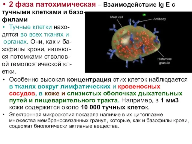 2 фаза патохимическая – Взаимодействие Ig E с тучными клетками