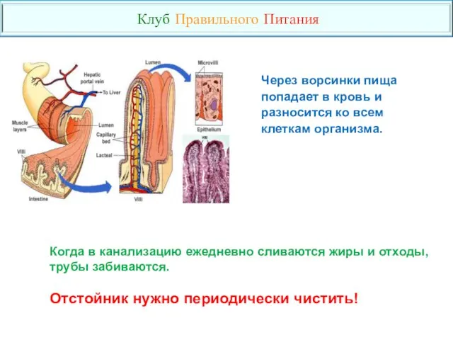 Через ворсинки пища попадает в кровь и разносится ко всем