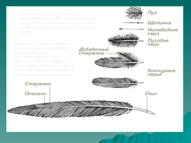 Перья делают тело обтекаемым и обеспечивают полет. По своему назначению