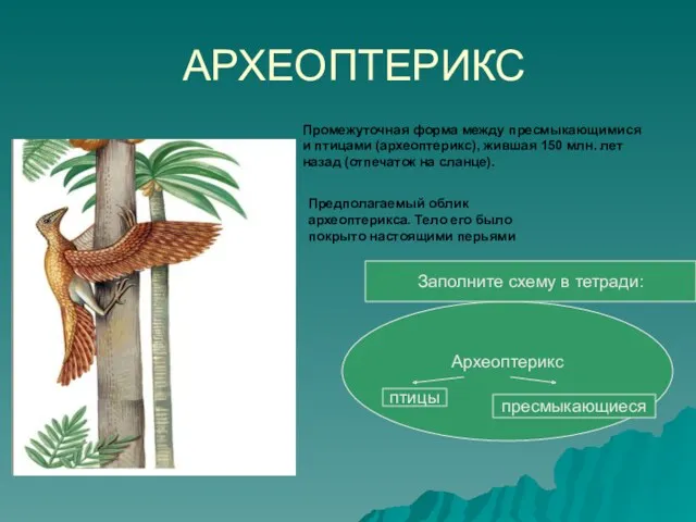 АРХЕОПТЕРИКС Промежуточная форма между пресмыкающимися и птицами (археоптерикс), жившая 150