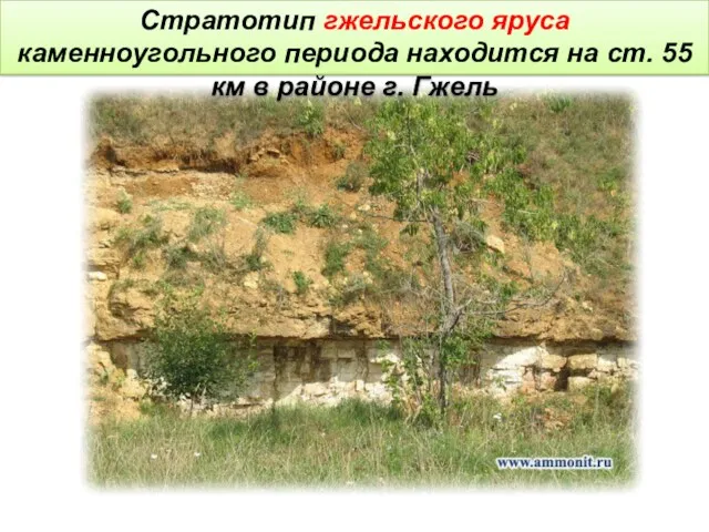 Стратотип гжельского яруса каменноугольного периода находится на ст. 55 км в районе г. Гжель