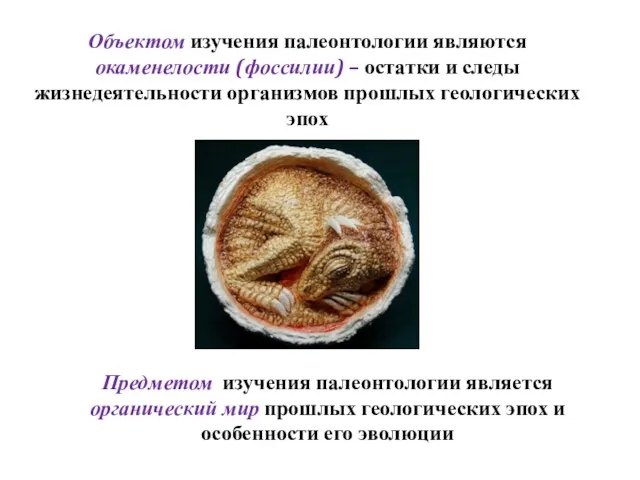 Объектом изучения палеонтологии являются окаменелости (фоссилии) – остатки и следы