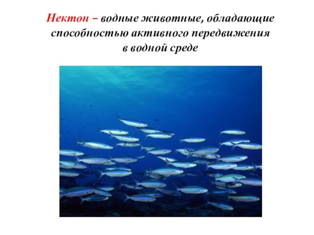 Нектон – водные животные, обладающие способностью активного передвижения в водной среде