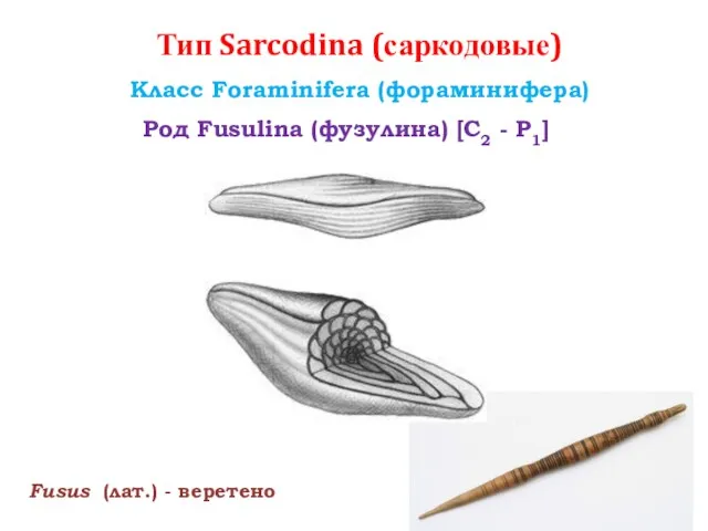 Тип Sarcodina (саркодовые) Класс Foraminifera (фораминифера) Род Fusulina (фузулина) [С2 - Р1] Fusus (лат.) - веретено