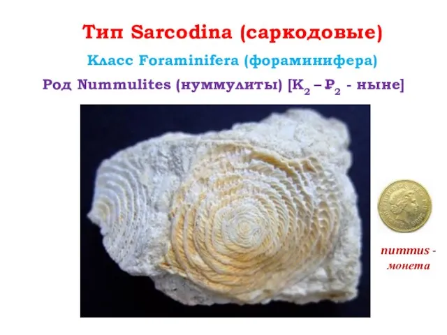 Тип Sarcodina (саркодовые) Класс Foraminifera (фораминифера) Род Nummulites (нуммулиты) [К2