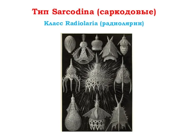 Тип Sarcodina (саркодовые) Класс Radiolaria (радиолярии)