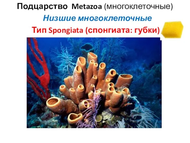 Тип Spongiata (спонгиата: губки) Подцарство Metazoa (многоклеточные) Низшие многоклеточные