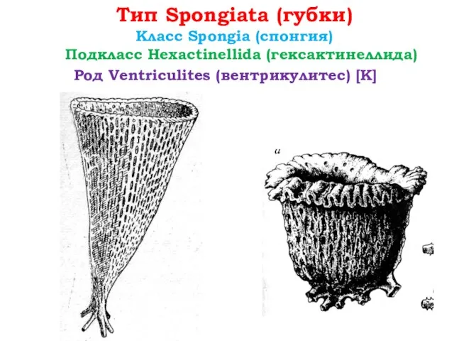 Тип Spongiata (губки) Класс Spongia (спонгия) Род Ventriculites (вентрикулитес) [К] Подкласс Hexactinellida (гексактинеллида)