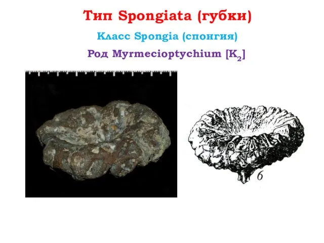 Тип Spongiata (губки) Класс Spongia (спонгия) Род Myrmecioptychium [К2]