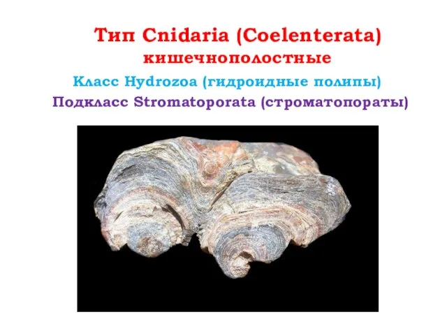 Тип Cnidaria (Coelenterata) кишечнополостные Класс Hydrozoa (гидроидные полипы) Подкласс Stromatoporata (строматопораты)