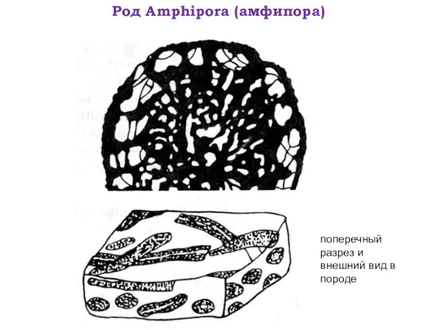 Род Amphipora (амфипора) поперечный разрез и внешний вид в породе