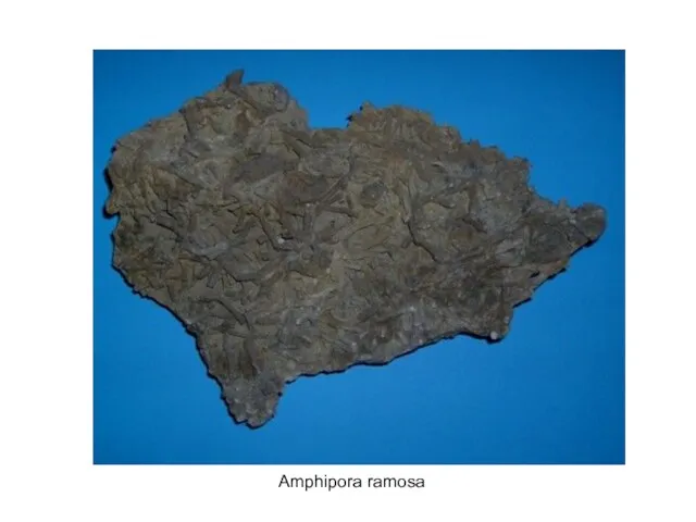 Amphipora ramosa