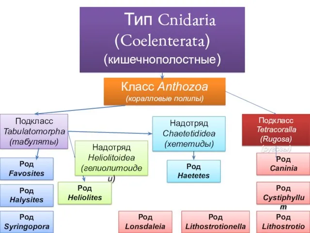 Класс Anthozoa (коралловые полипы) Подкласс Tabulatomorpha (табуляты) Подкласс Tetracoralla (Rugosa)