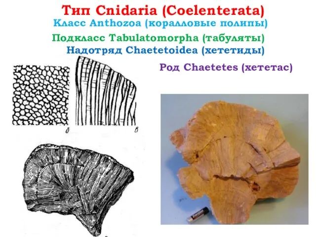 Тип Cnidaria (Coelenterata) Класс Anthozoa (коралловые полипы) Род Chaetetes (хететас) Подкласс Tabulatomorpha (табуляты) Надотряд Chaetetoidea (хететиды)