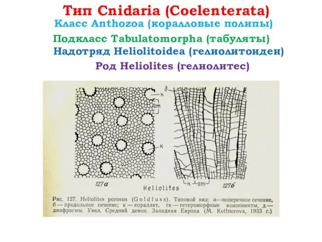 Класс Anthozoa (коралловые полипы) Род Heliolites (гелиолитес) Надотряд Heliolitoidea (гелиолитоидеи) Тип Cnidaria (Coelenterata) Подкласс Tabulatomorpha (табуляты)