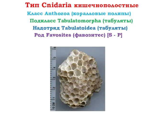 Тип Cnidaria кишечнополостные Класс Anthozoa (коралловые полипы) Род Favosites (фавозитес)