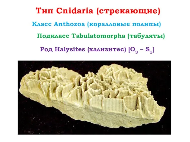Тип Cnidaria (стрекающие) Класс Anthozoa (коралловые полипы) Род Halysites (хализитес) [O3 – S1] Подкласс Tabulatomorpha (табуляты)