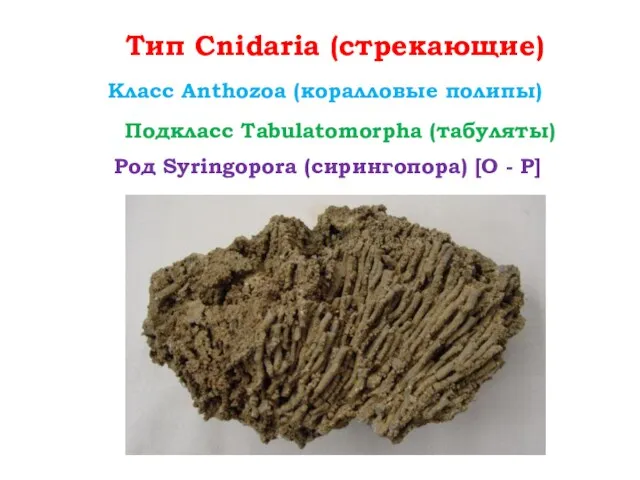 Тип Cnidaria (стрекающие) Класс Anthozoa (коралловые полипы) Род Syringopora (сирингопора) [O - P] Подкласс Tabulatomorpha (табуляты)