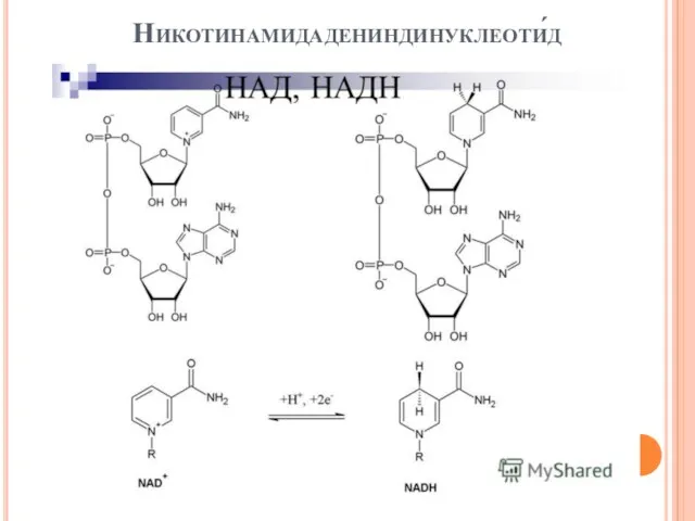 Никотинамидадениндинуклеоти́д