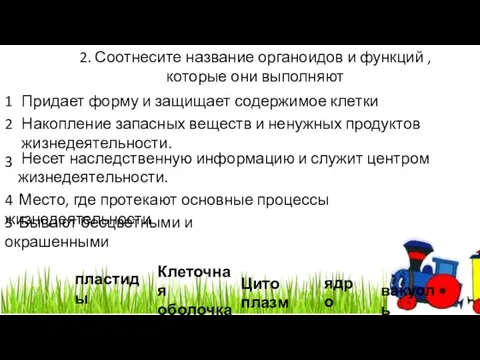 2. Соотнесите название органоидов и функций , которые они выполняют