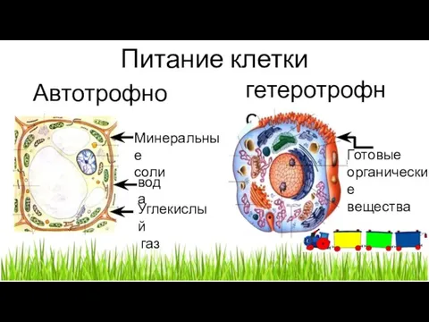 Питание клетки Автотрофное гетеротрофное вода Минеральные соли Углекислый газ Готовые органические вещества