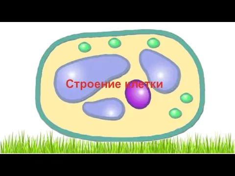 Строение клетки