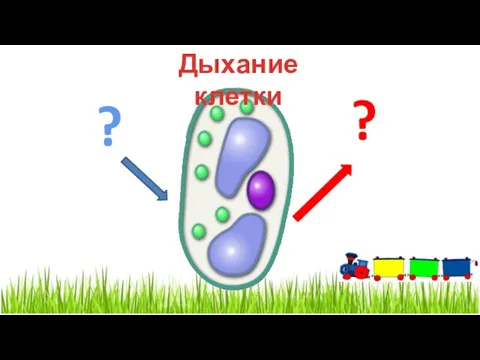 ? ? Дыхание клетки