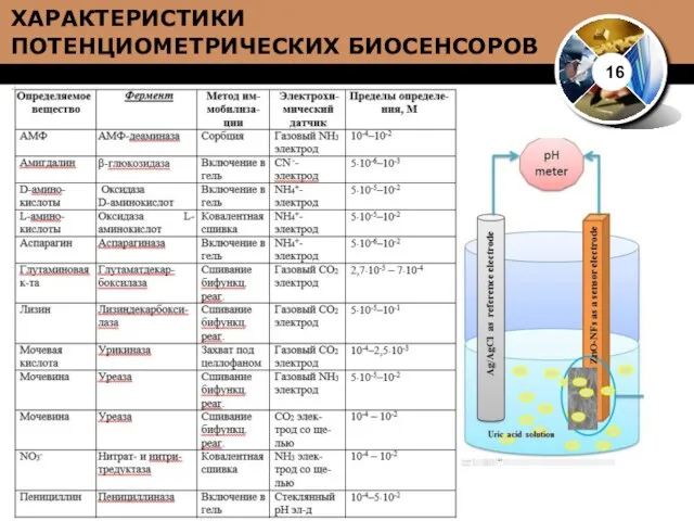 16 ХАРАКТЕРИСТИКИ ПОТЕНЦИОМЕТРИЧЕСКИХ БИОСЕНСОРОВ