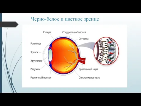 Черно-белое и цветное зрение