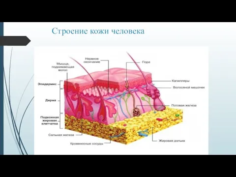 Строение кожи человека