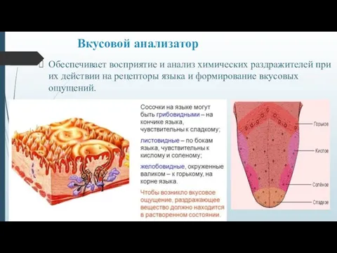 Вкусовой анализатор Обеспечивает восприятие и анализ химических раздражителей при их действии на рецепторы