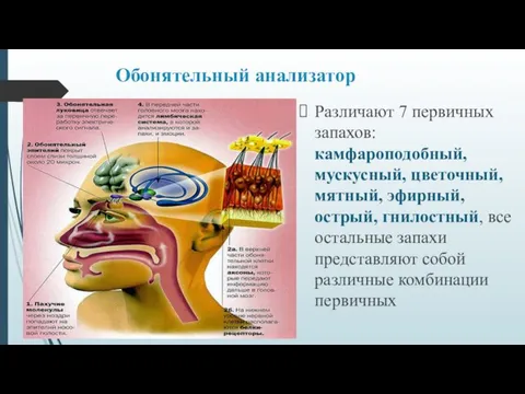 Обонятельный анализатор Различают 7 первичных запахов: камфароподобный, мускусный, цветочный, мятный, эфирный, острый, гнилостный,