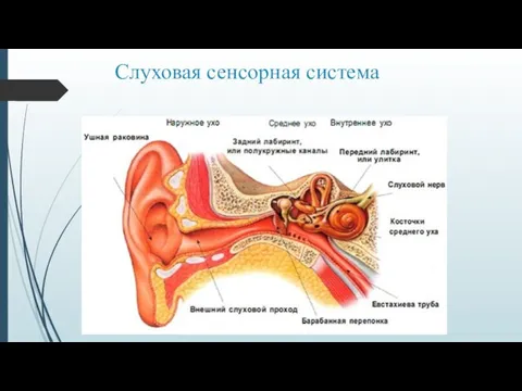 Слуховая сенсорная система