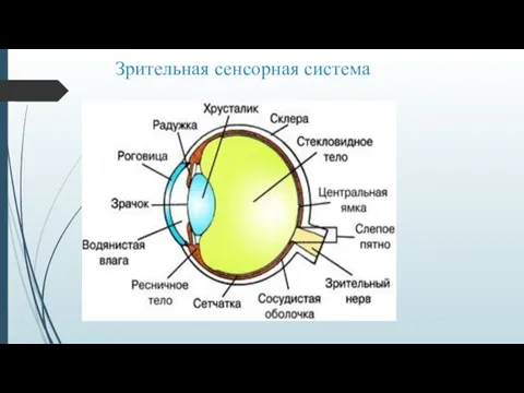 Зрительная сенсорная система