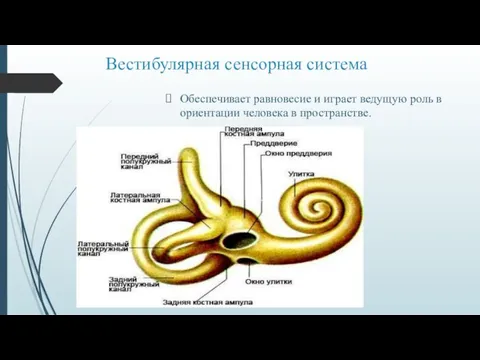 Вестибулярная сенсорная система Обеспечивает равновесие и играет ведущую роль в ориентации человека в пространстве.